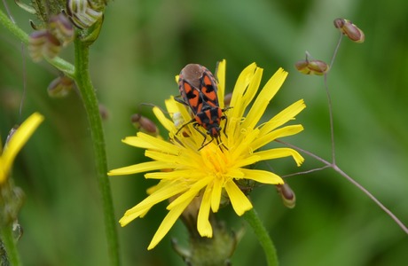 Stein-Ritterwanze (Spilostethus saxatilis) - © Bernard Wieser